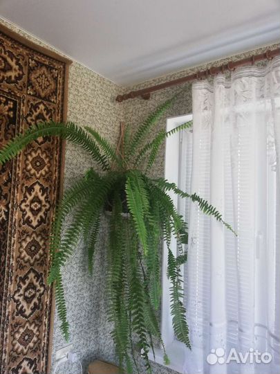 Комнатные цветы