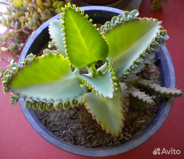 Каланхоэ лечебное