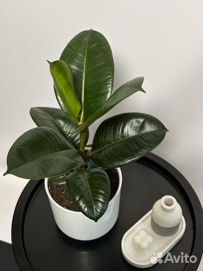 Фикус Эластика Робуста с кашпо
