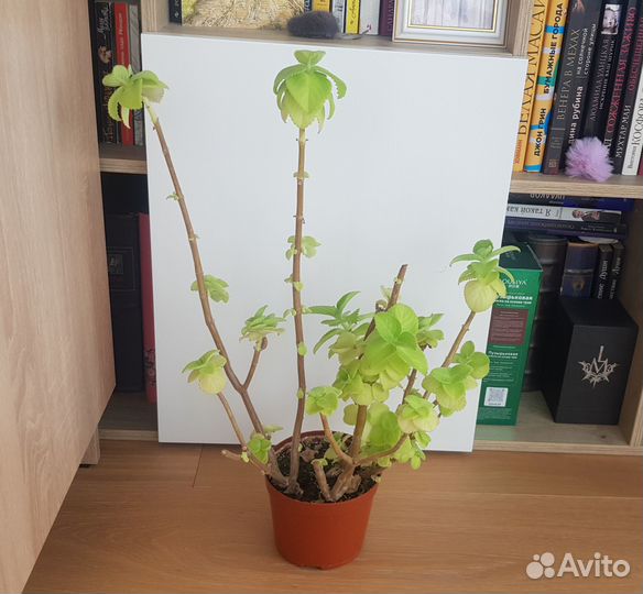 Домашняя мята