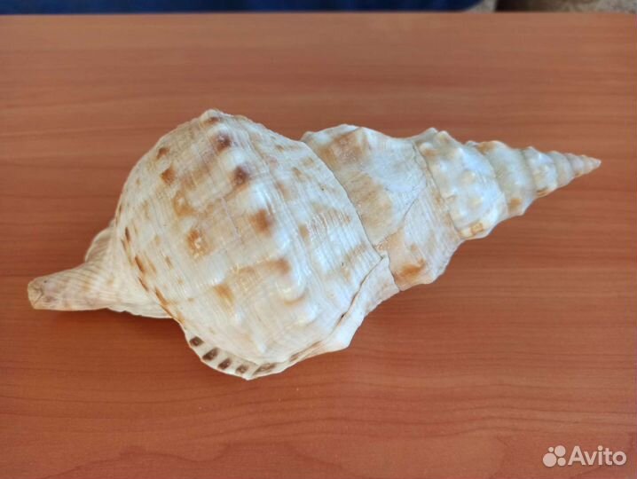 Морская раковина