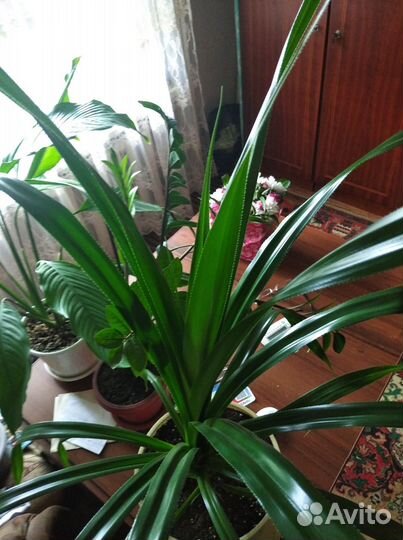 Пальма Панданус