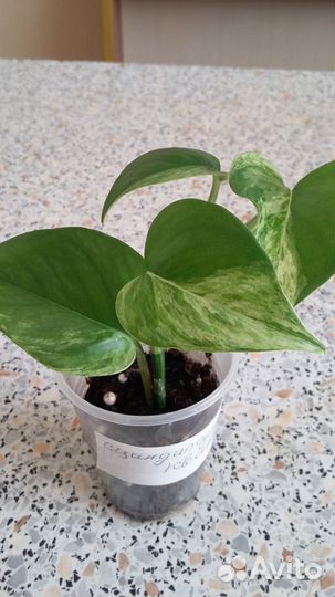 Сциндапсус марбл квин