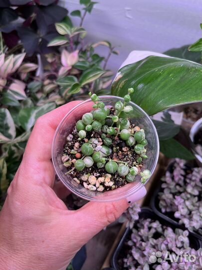 Крестовник Роули вариегатный