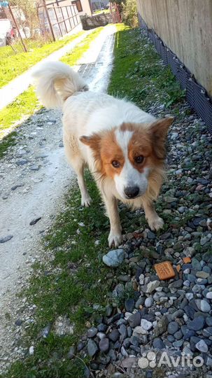 Собака (мальчик) ищет дом