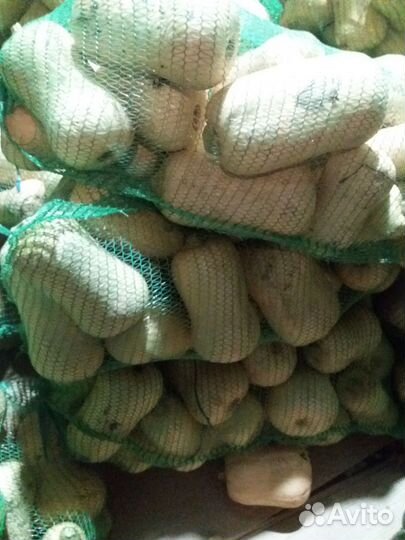 Тыква Мускатная