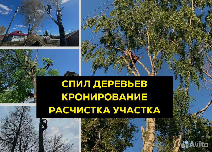 Спил деревьев / расчистка участка