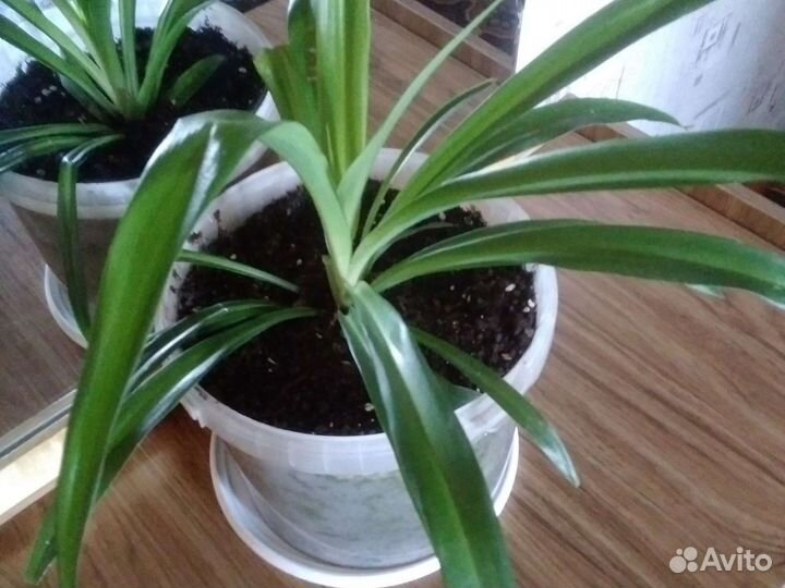 Хлорофитум