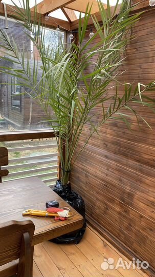 Финиковая пальма