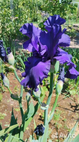Ирисы