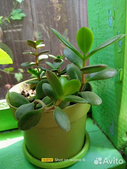 Толстянка (денежное дерево)