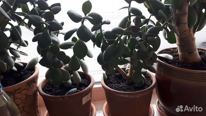 Денежное дерево