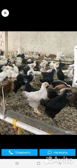 Цыплята несушки