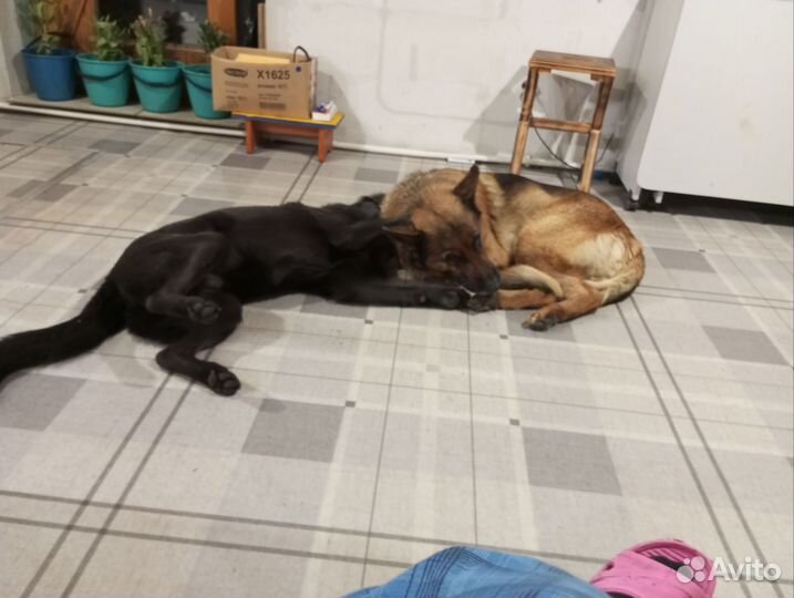 Продам щенков