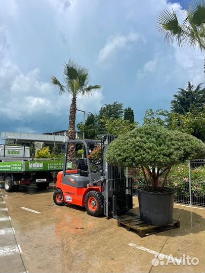 Вилочный погрузчик Lonking FD25T, 2024