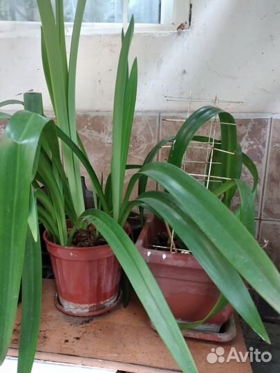 Комнатные растения