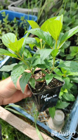 Гортензия Литл фреско