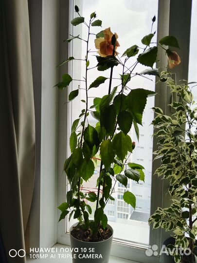 Гибискус (китайская роза) желтая