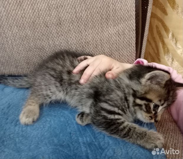Котенок в добрые руки, мальчик