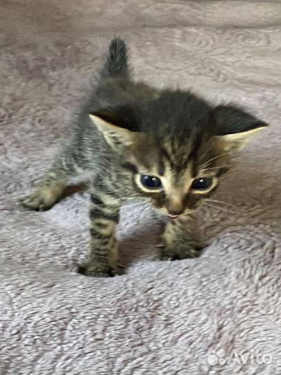 Бенгальская кошка