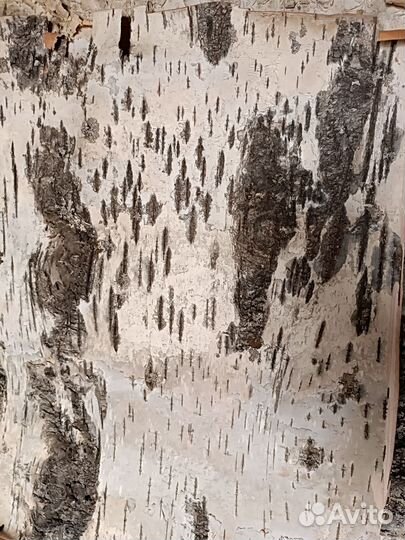 Кора березы