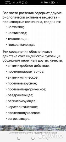 Индийский лук, или Птицемлечник хвостатый