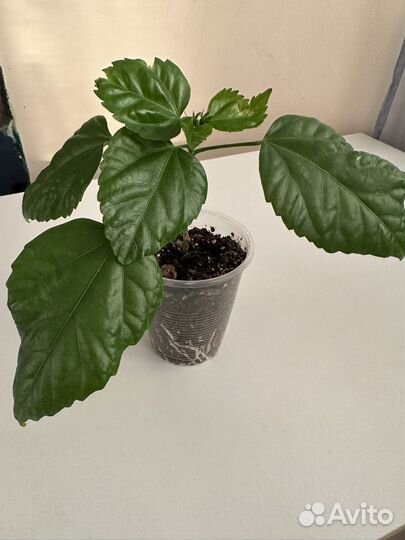 Гибискус,китайская роза. Красный махровый