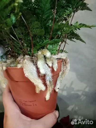 Хумата Тайрмени (Давалия)