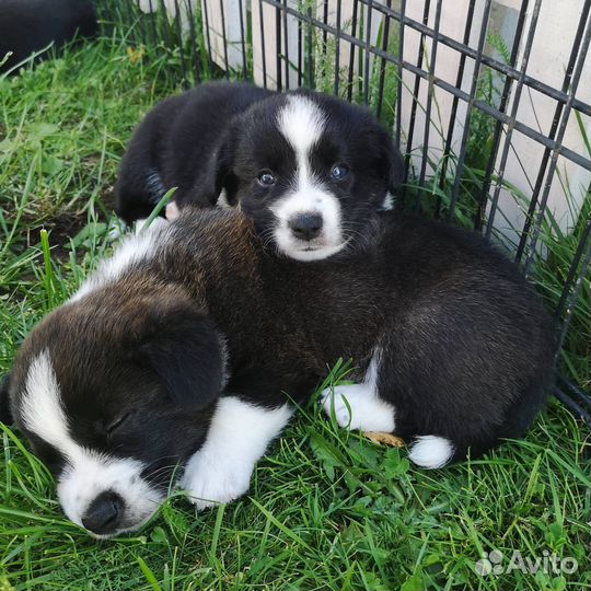 Вельш-корги кардиган щенки