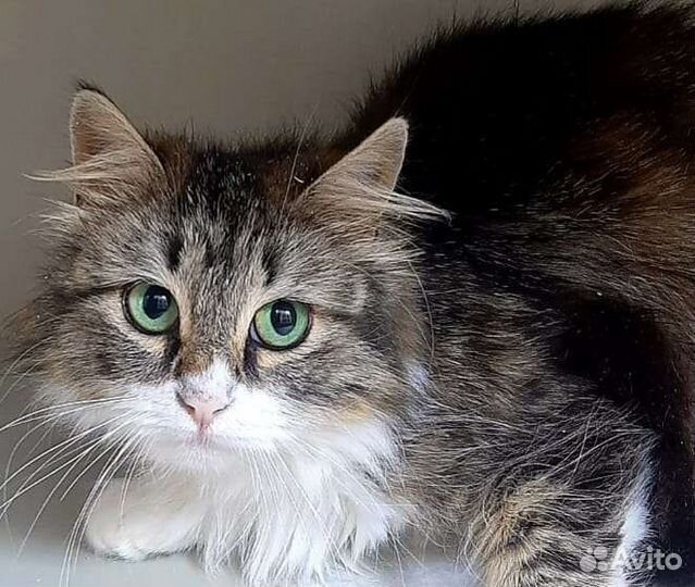 Кошки в добрые руки бесплатно