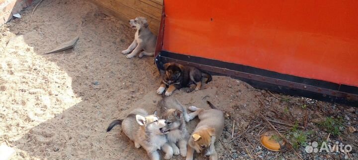 Отдам бесплатно щенки