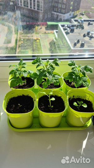 Томат болконный,Оранжевый,семена,рассада помидор