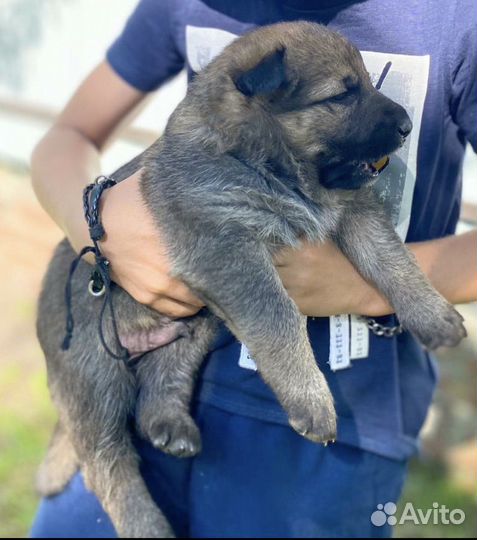 Щенки немецкой овчарки