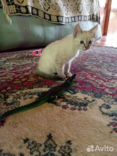 Котёнок 3мес девочка