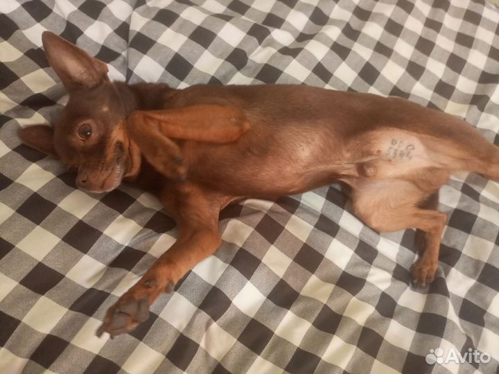 Русский той-терьер вязка