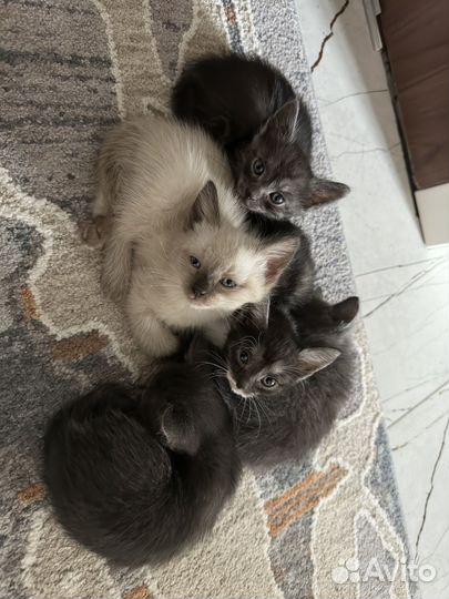 Котята в добрые руки