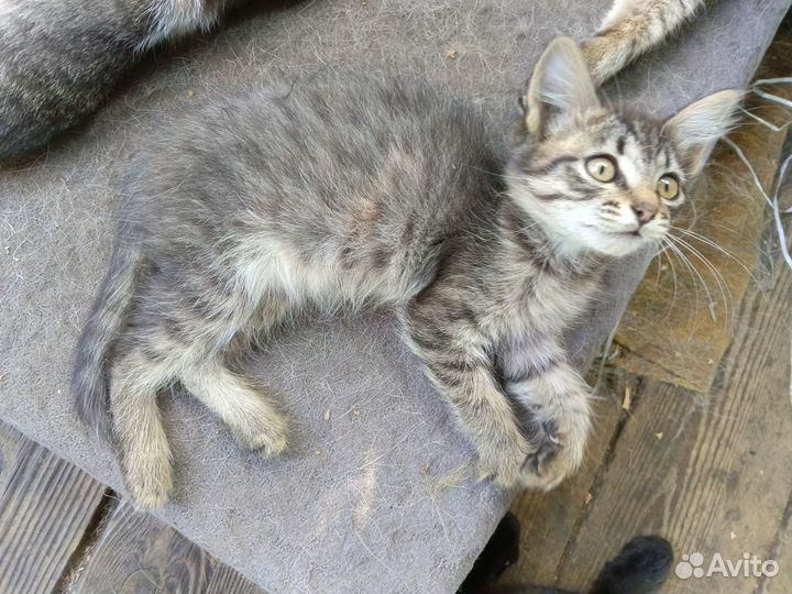Прелестница шиншилла - котёнок