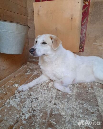 Собака верный друг