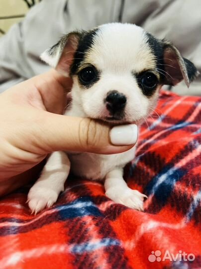 Чихуахуа мини