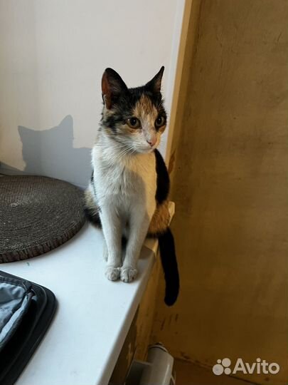 Кошка ищет дом