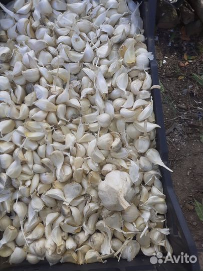 Зимний чеснок семена