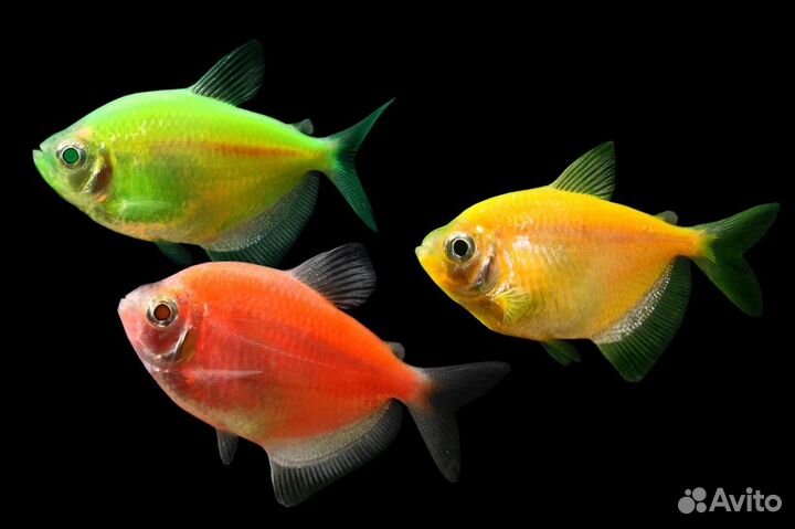 Тернеции Гло (Glofish). Тетра карамелька. Аквариум