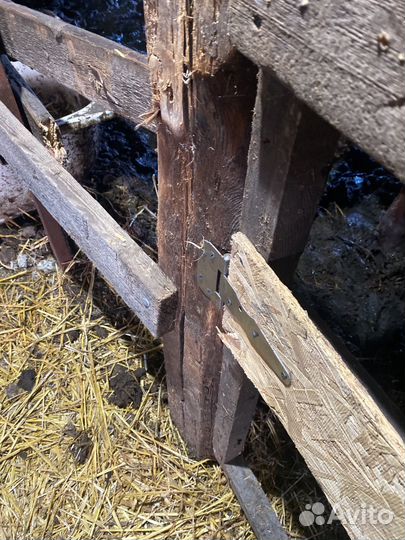 Телка 1.5 года на мясо