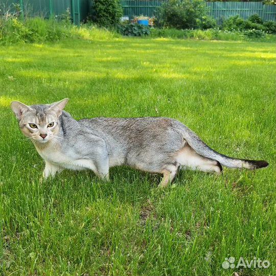 Молодой абиссинский котик