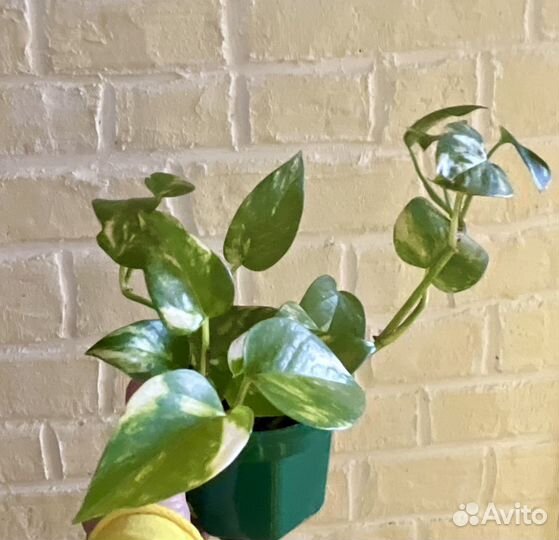 Сциндапсусы, эпипремнумы, домашние растения