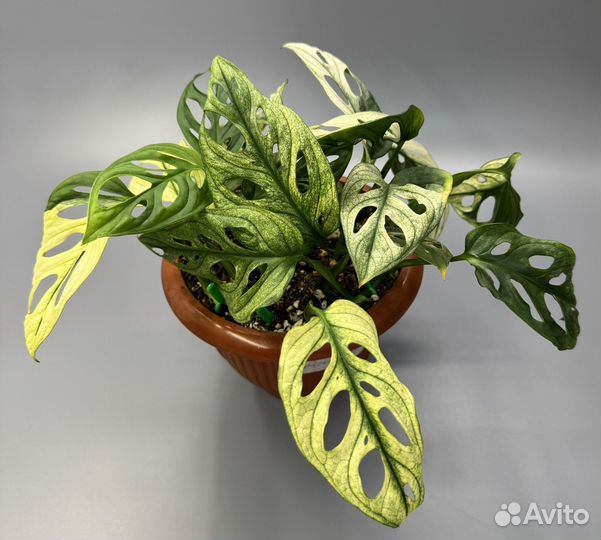 Монстера адансона вариегатная