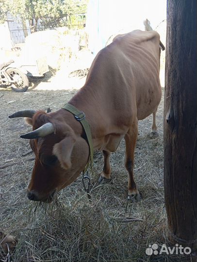 Корова дойная