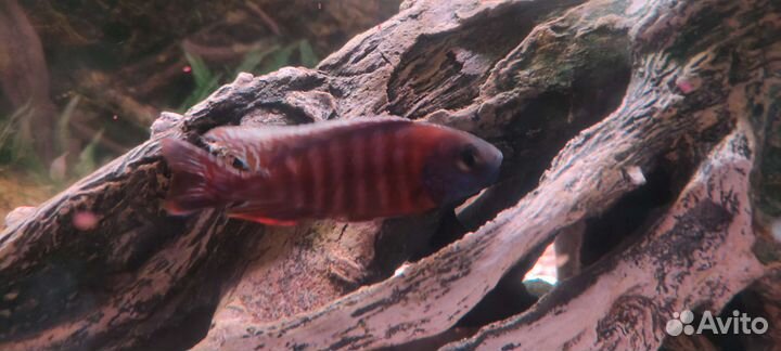 Аквариум 150 литров