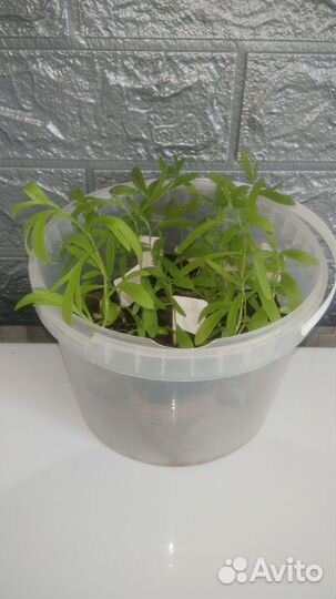 Эстрагон монарх