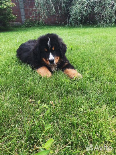 Бернский зенненхунд Вязка